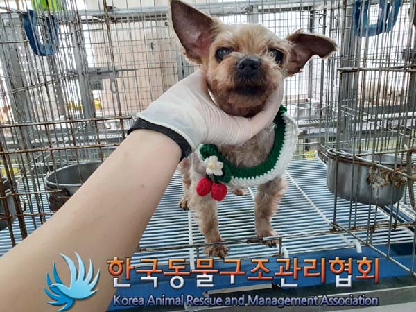 한국동물구조관리협회_441560202300641